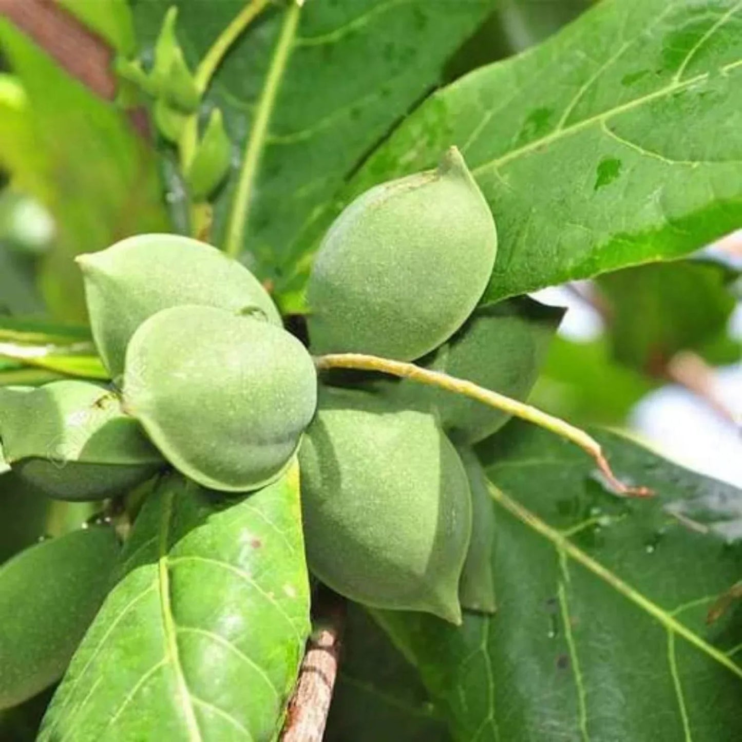 Indian Almond - Plant