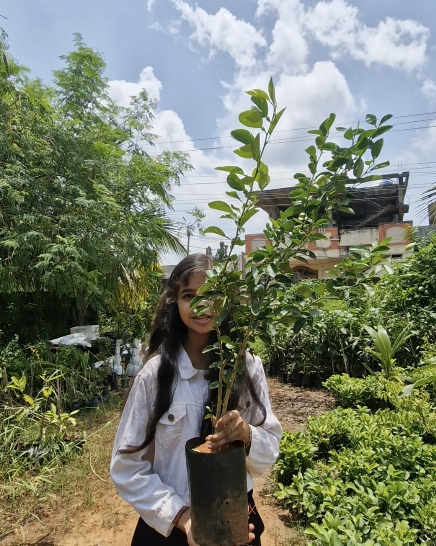 Balaji Lemon - plant