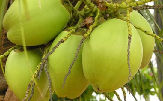 Coconut Plants