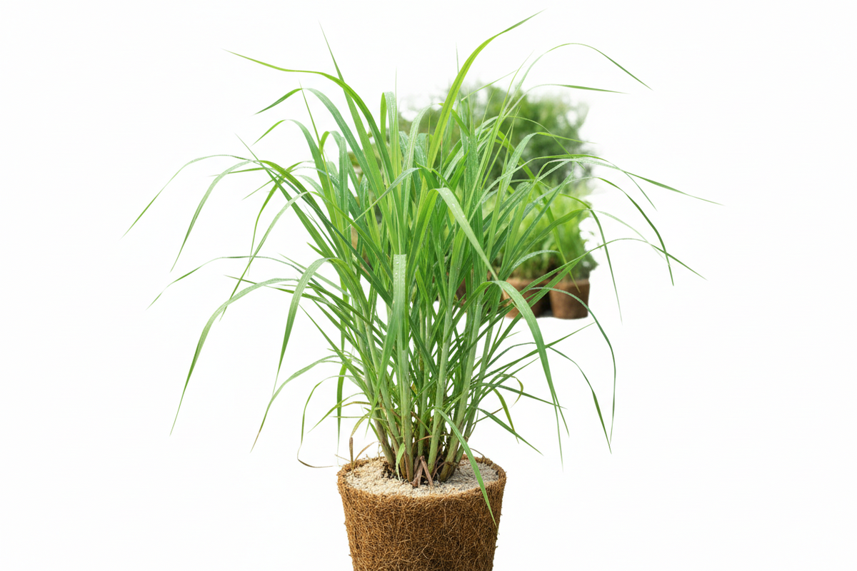 Lemongrass - Plant
