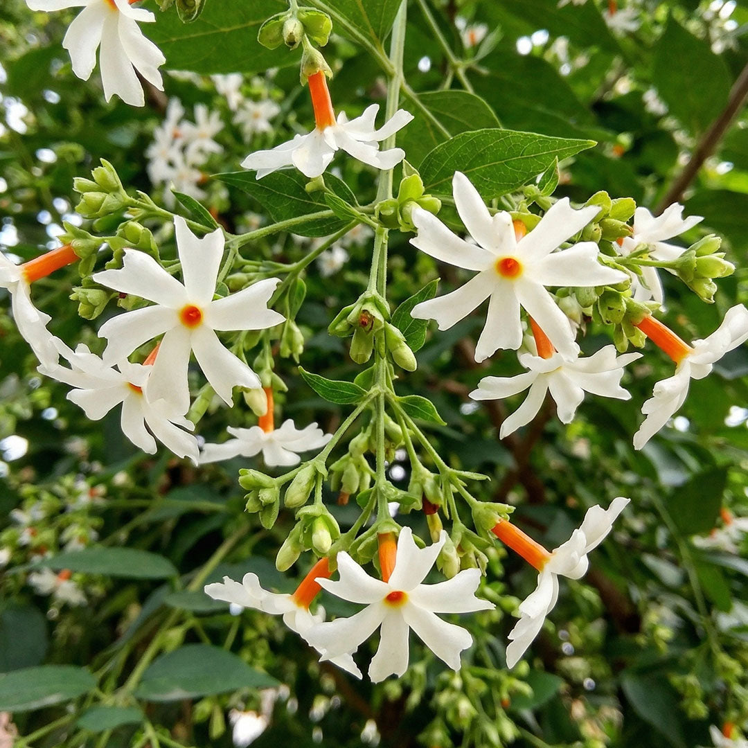Parijatham - Plant