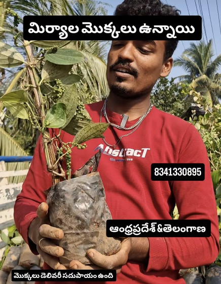 Black Pepper - Plant