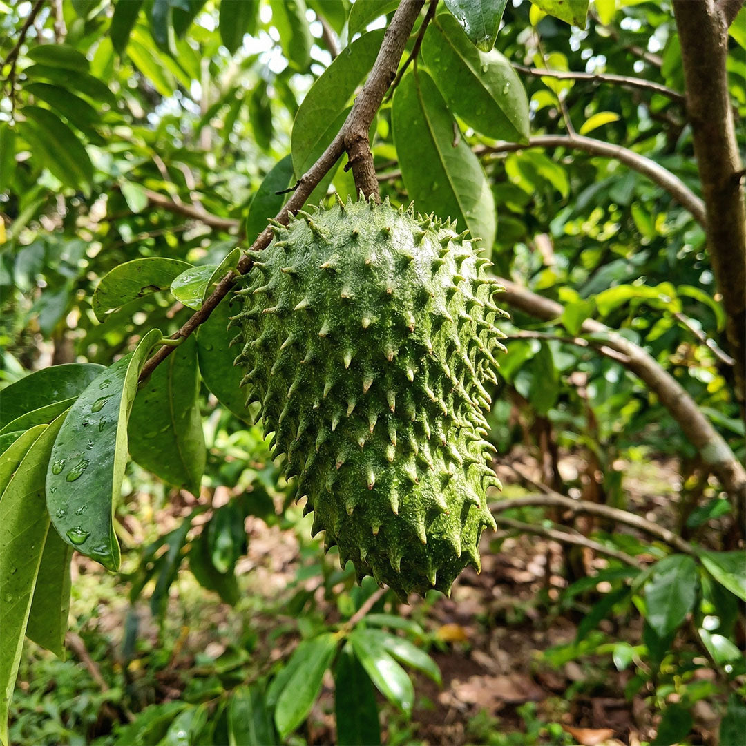 Soursop ( Lakshman Phal ) - Plant