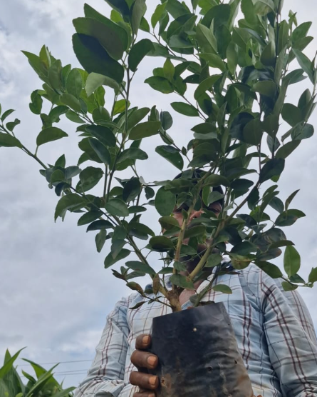 Taiwan Lemon - Plant