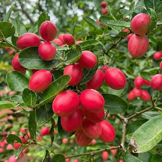 Vakkaya ( Karonda ) - plant