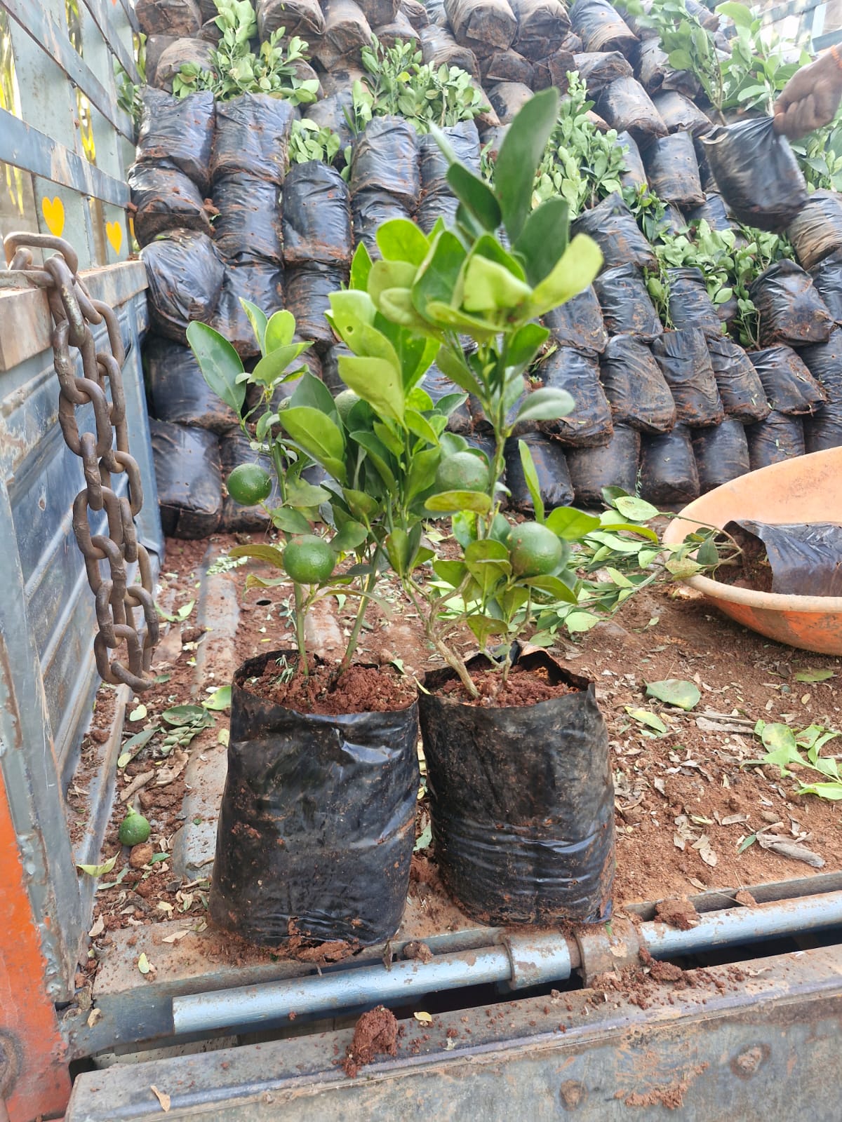 Table Lemon - Plant