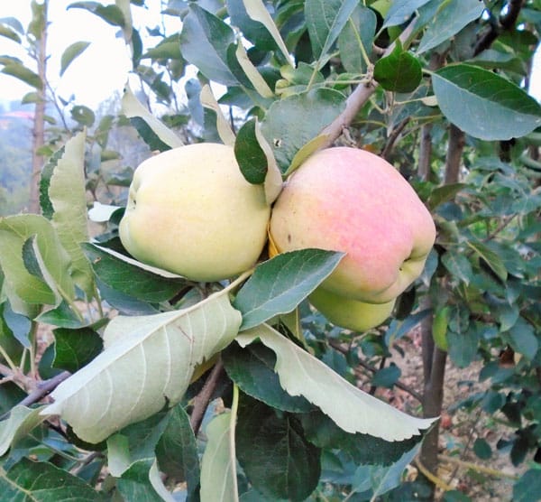 HRMN-99 Apple - Plant