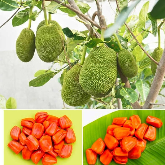 Vietnam Super Early Pink  Jackfruit - Plant