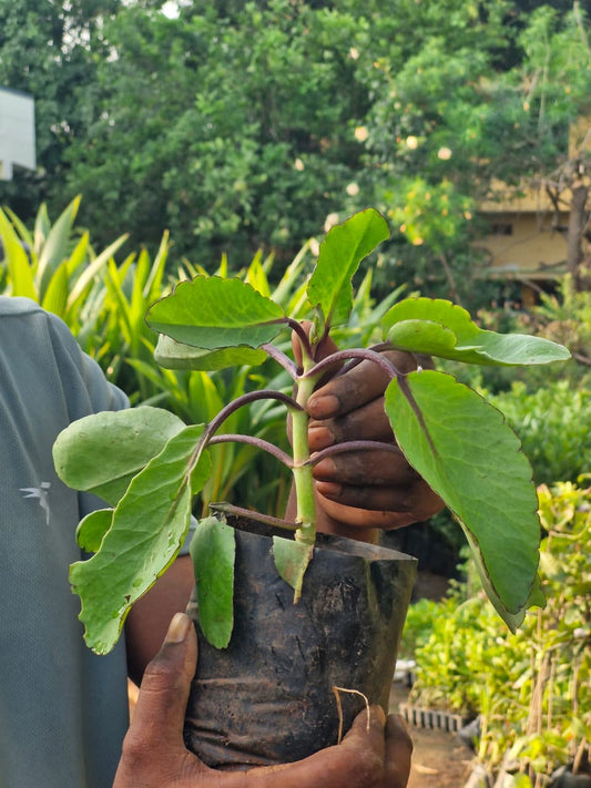 Ranapala - Plant