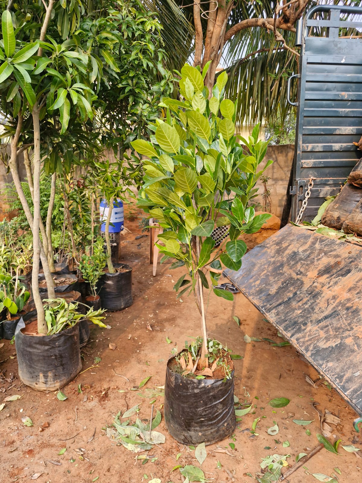 Vietnam Super Early Pink  Jackfruit - Plant