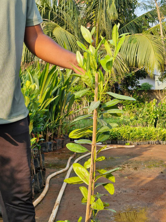 Allspice - Plant