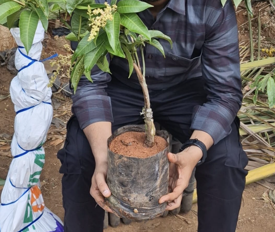 All Time Season Mango - Plant