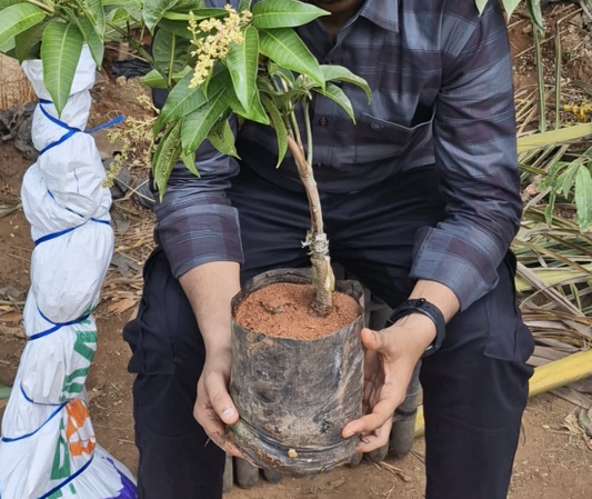 All Time Season Mango Plants