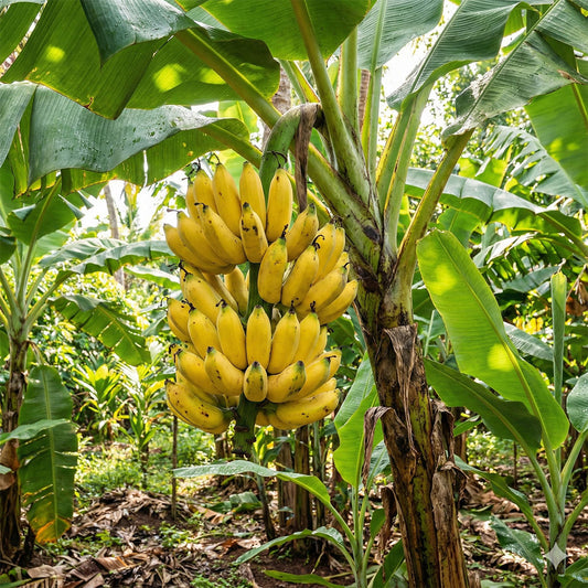 Banana - Plant