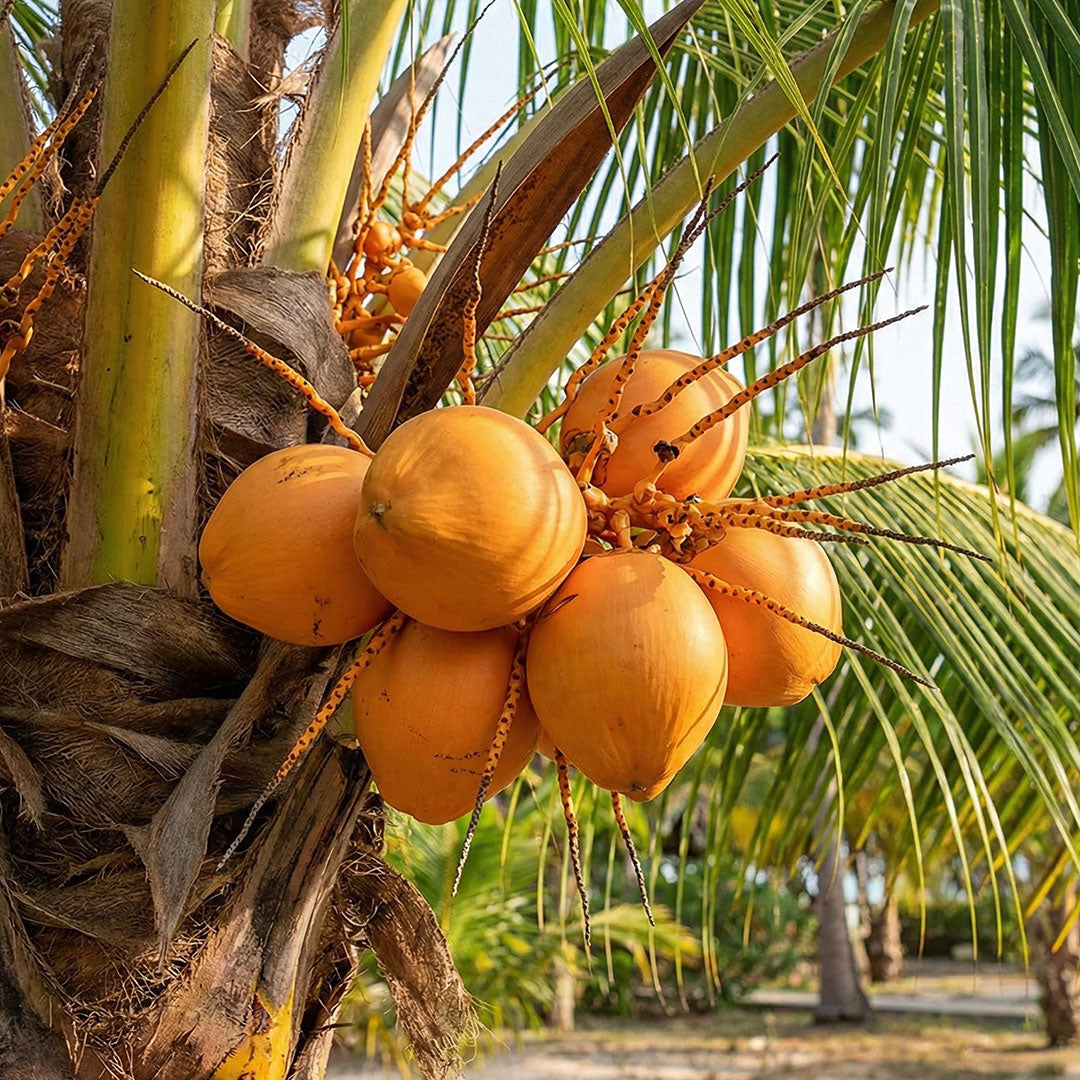 Coconut Ceylon - Plant