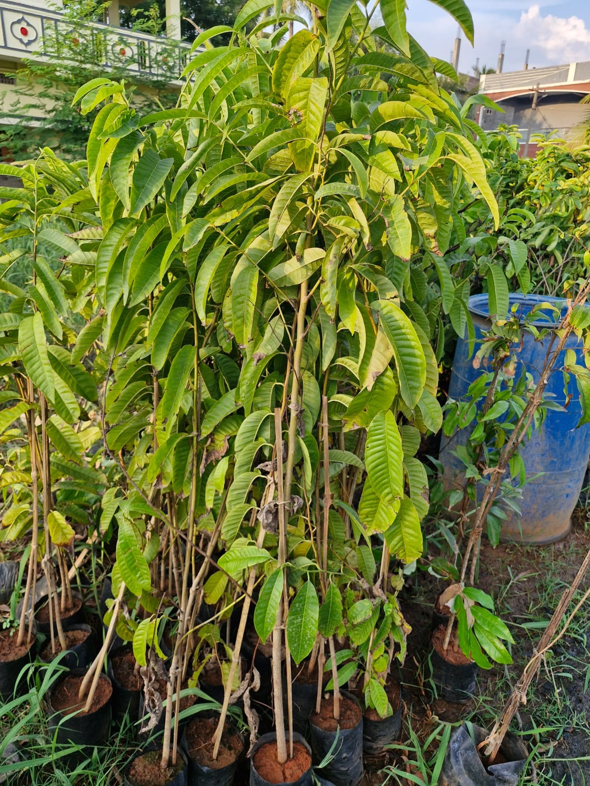Ramaphal- Plant
