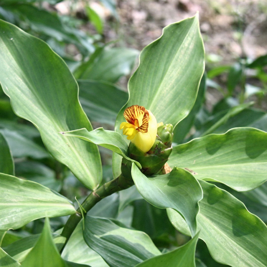 Fiery Costus ( Insulin )- Plant