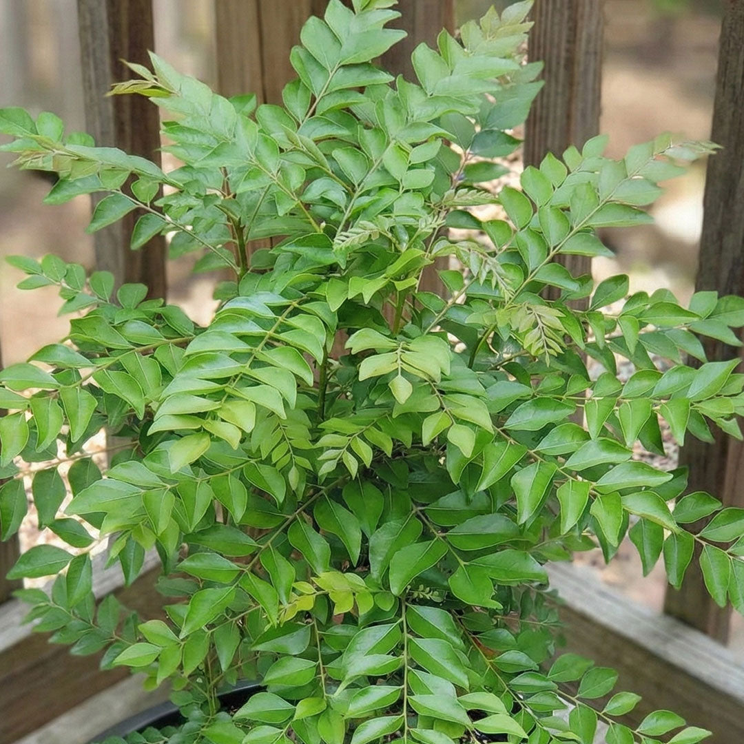 Curry leaves (Karivepaku) - plant