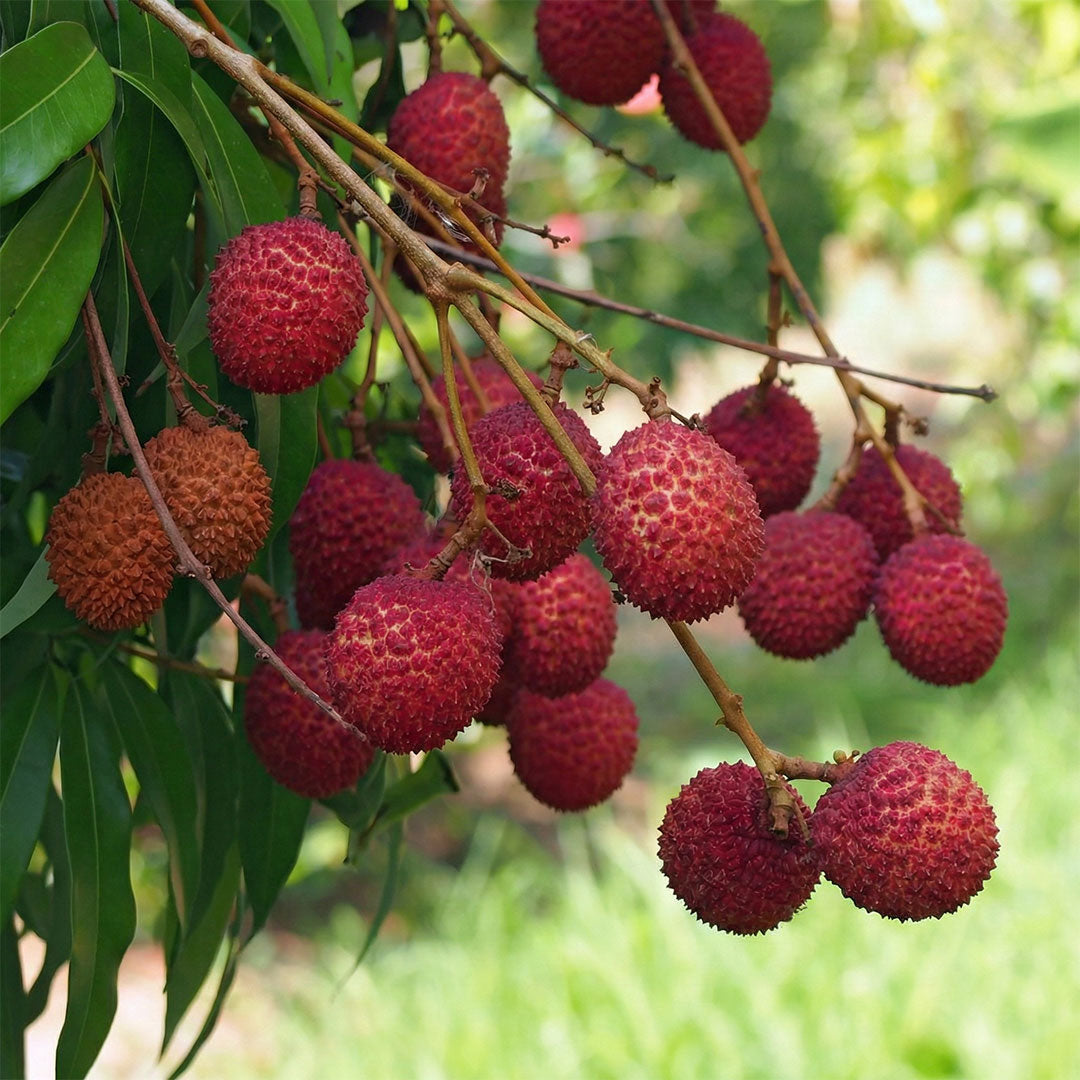 Lychee - Plant – Takaa Nursery