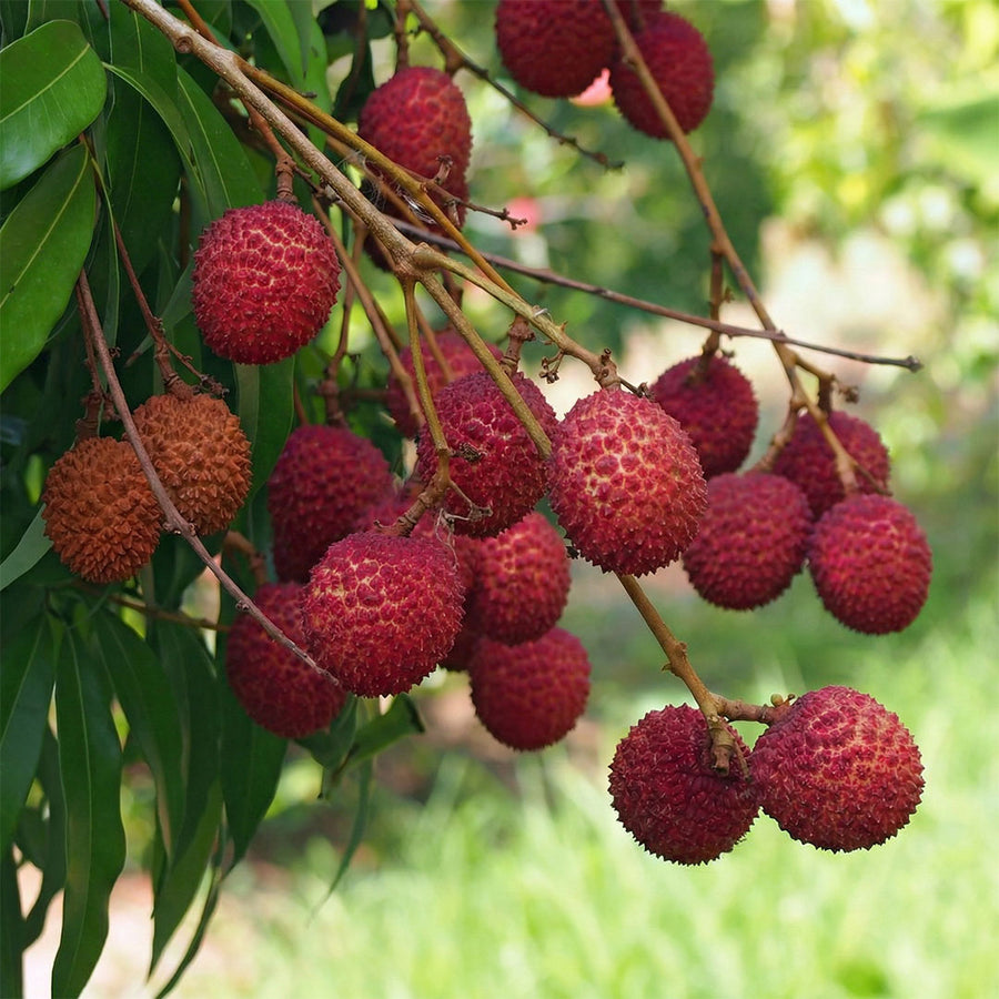 Lychee - Plant