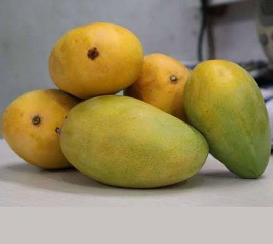 Rasalu Mango Plants