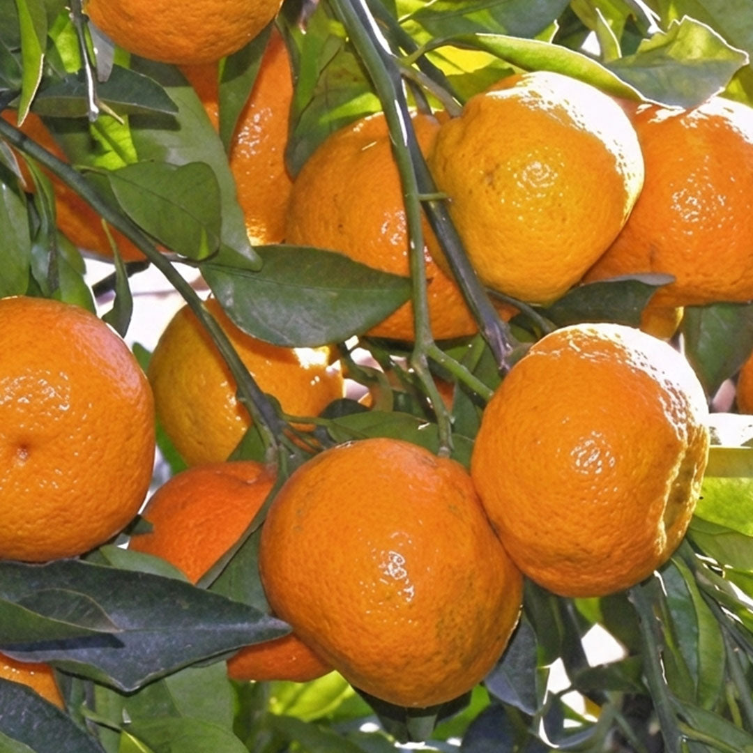 Nagpur Orange - Plant