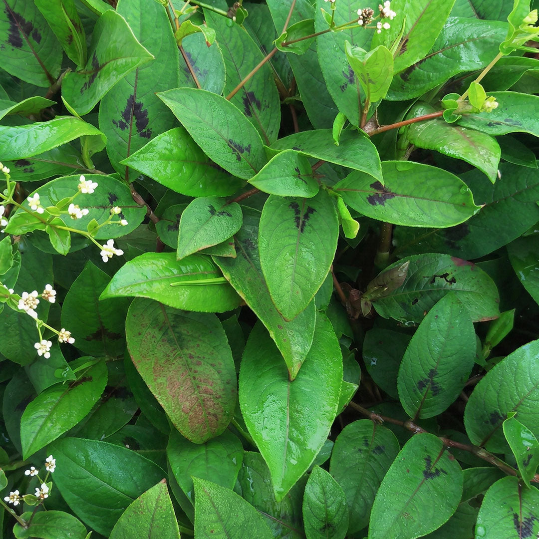 Nalla Eswari - Plant