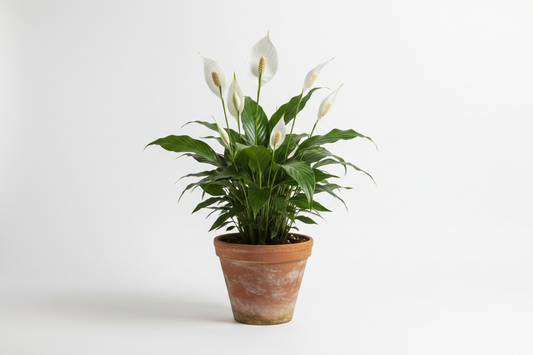 Peace Lilly - Plant