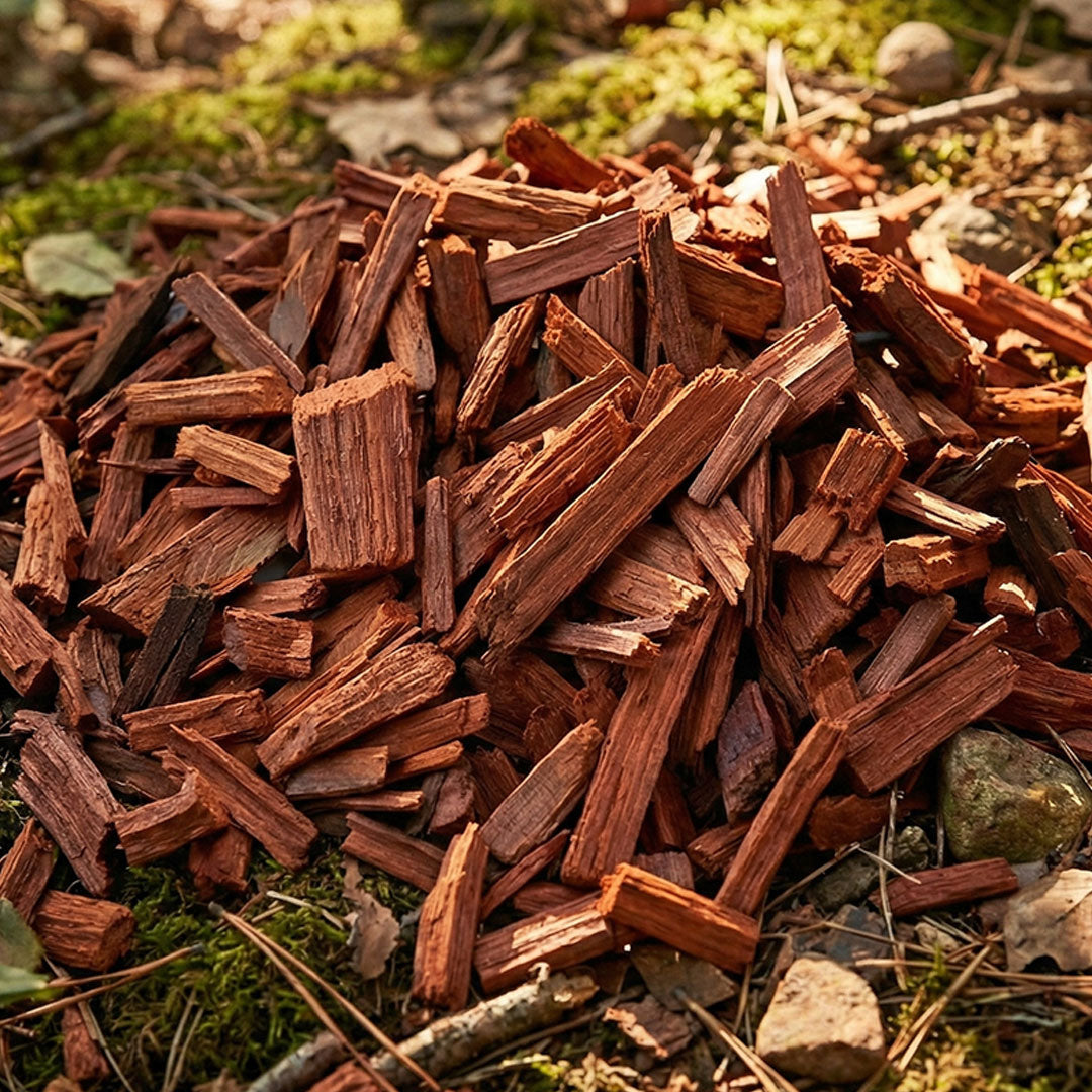 Red Sandalwood Plant