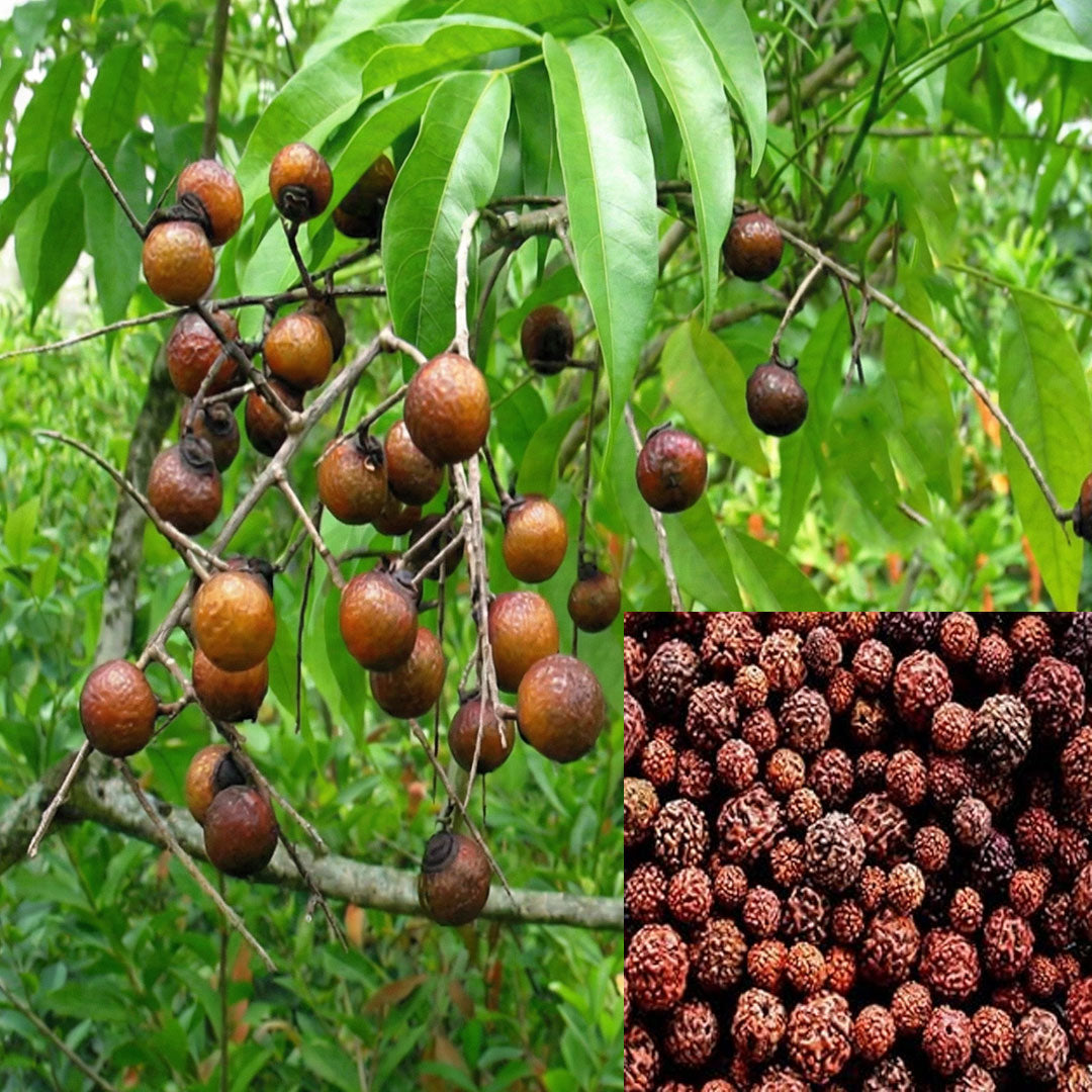 Rudraksha Plant