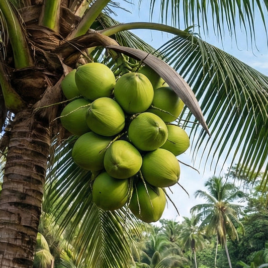 Sannangi Coconut Plant