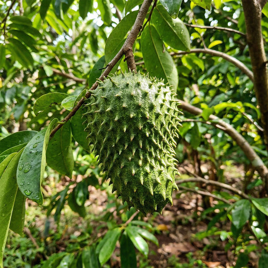 Soursop ( Lakshman Phal ) - Plant