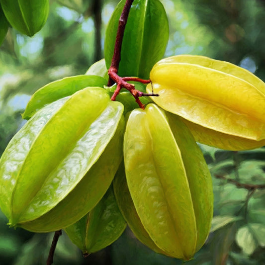 Star Fruit - Plant