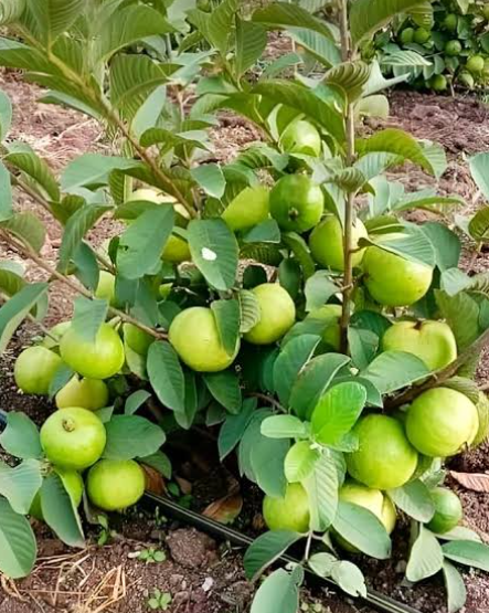 Taiwan Guava  - Plant